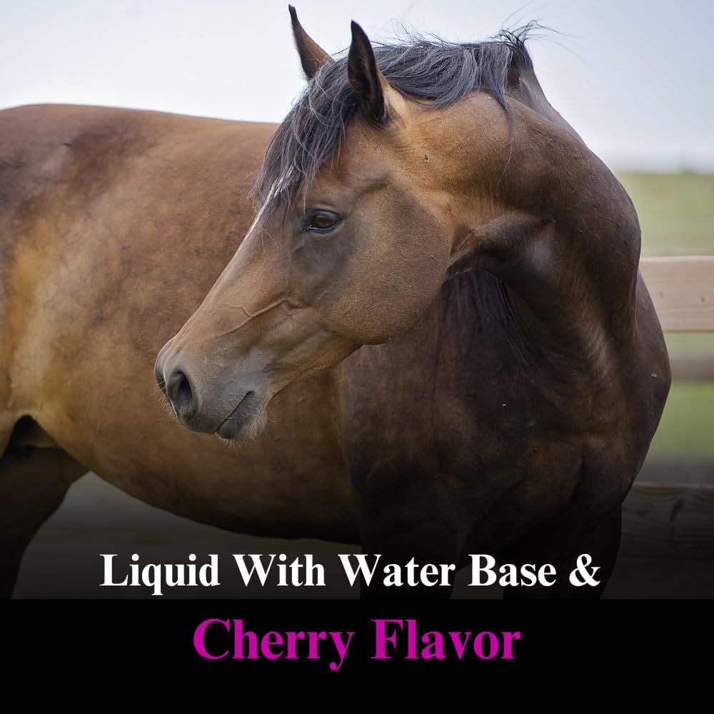 SU-PER DMG 3000 Horse Supplement - Liquid for Training & Performance - Supports Cardiovascular, Immune, & Muscle Function - 1 Quart, (2 Pack)