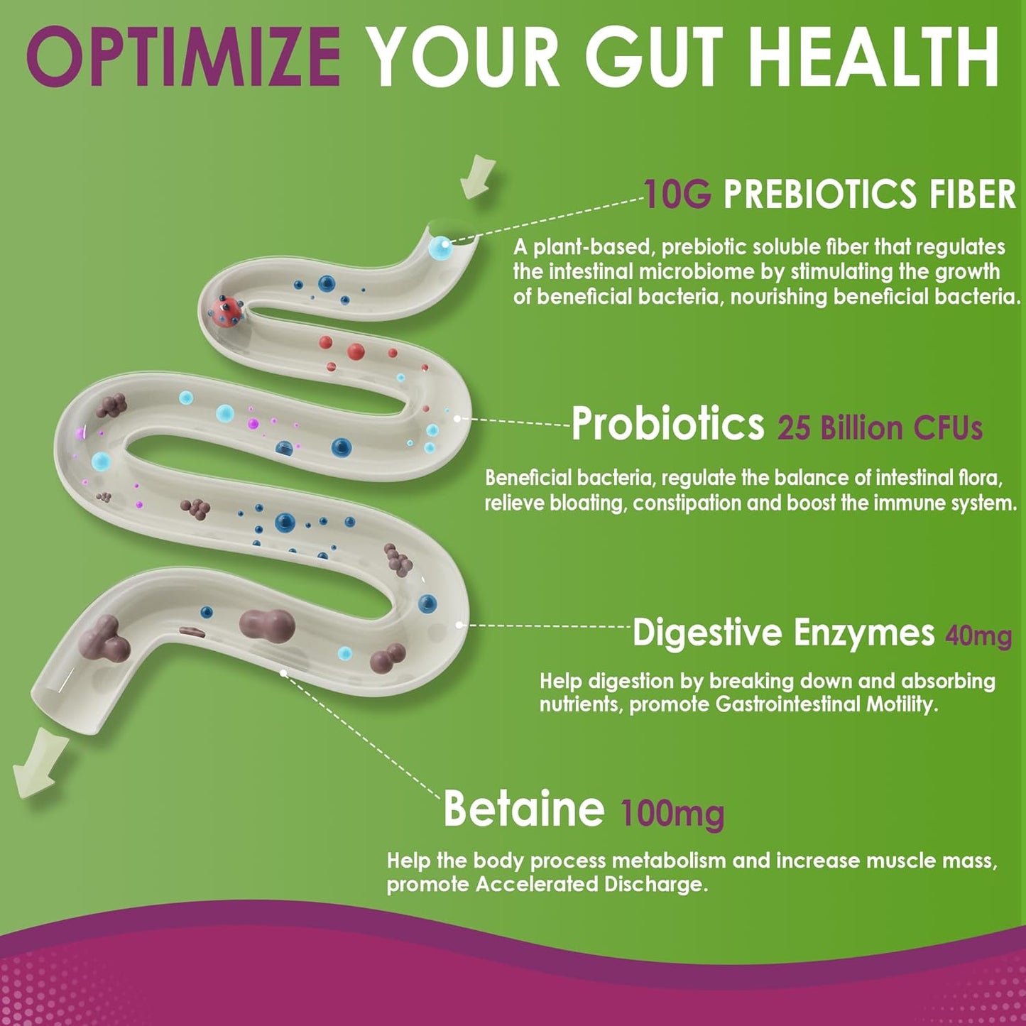 Sugar-Free Fiber Gummies for Adults with Probiotics, Enzymes, and Betaine - 10g Prebiotic Fiber Supplement for Digestive Health - Vegan, Gelatin-Free - 60ct