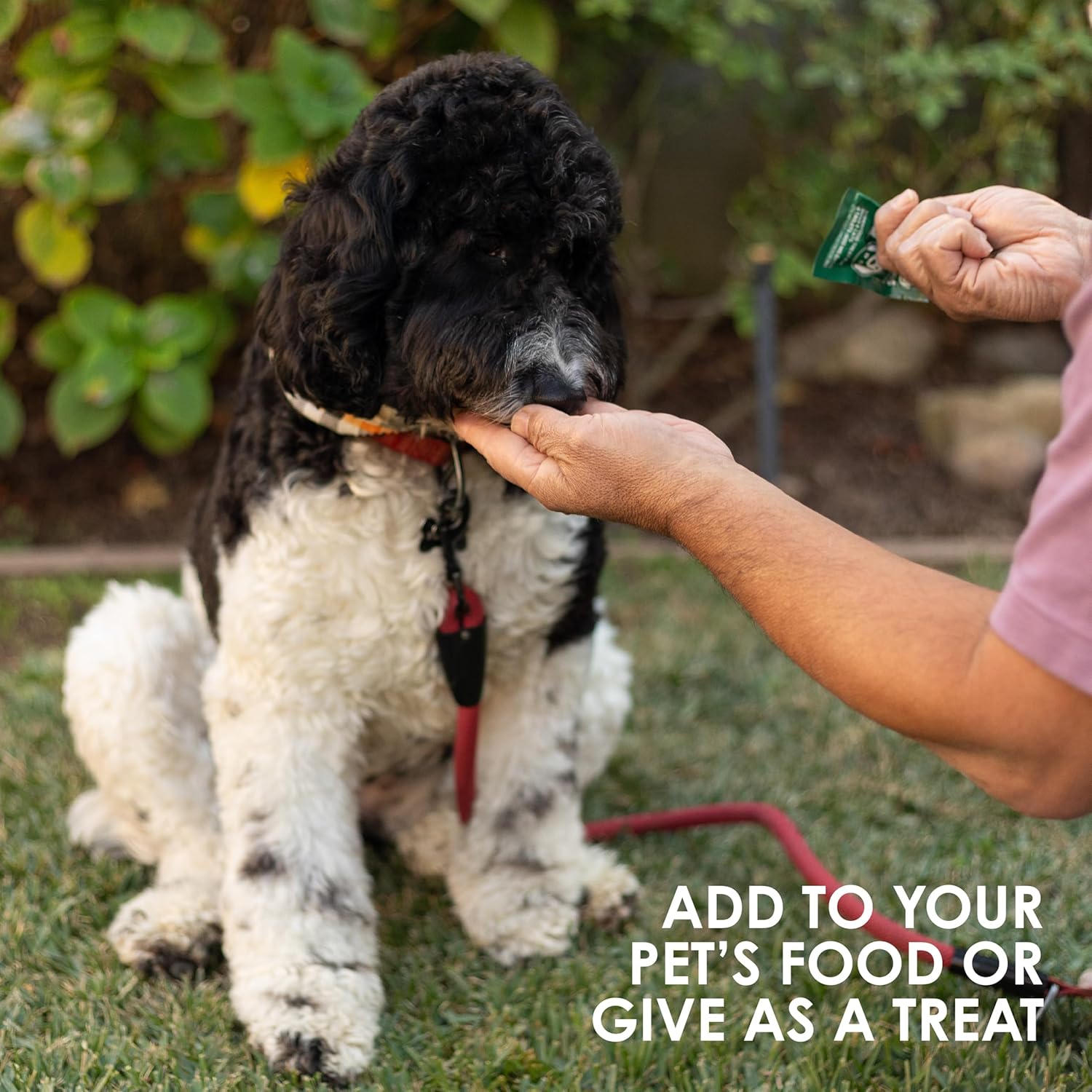 Sun Chlorella Sun Pet Treats: Green Superfood Supplement for Dogs & Cats - Immune Defense, Skin & Gut Health - 120 Bites