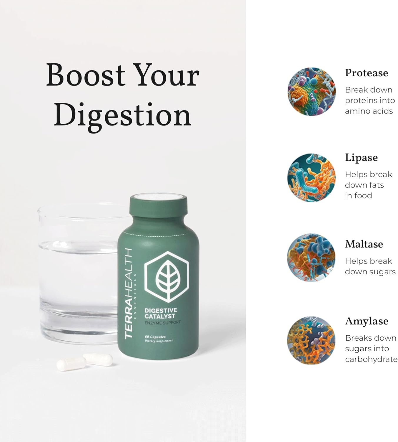 Terra Health Essentials Digestive Catalyst | Support for IBS Symptoms | Enzyme Blend (1 Bottle, 60 Capsules)