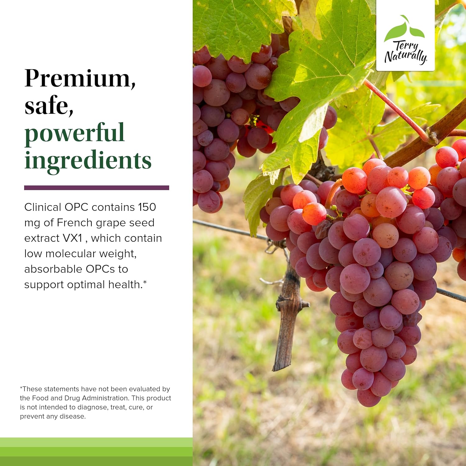 Terry Naturally Clinical OPC 150 mg French Grape Seed Extract Capsules - Antioxidant Supplement - Non-GMO, Gluten Free - 60 Servings