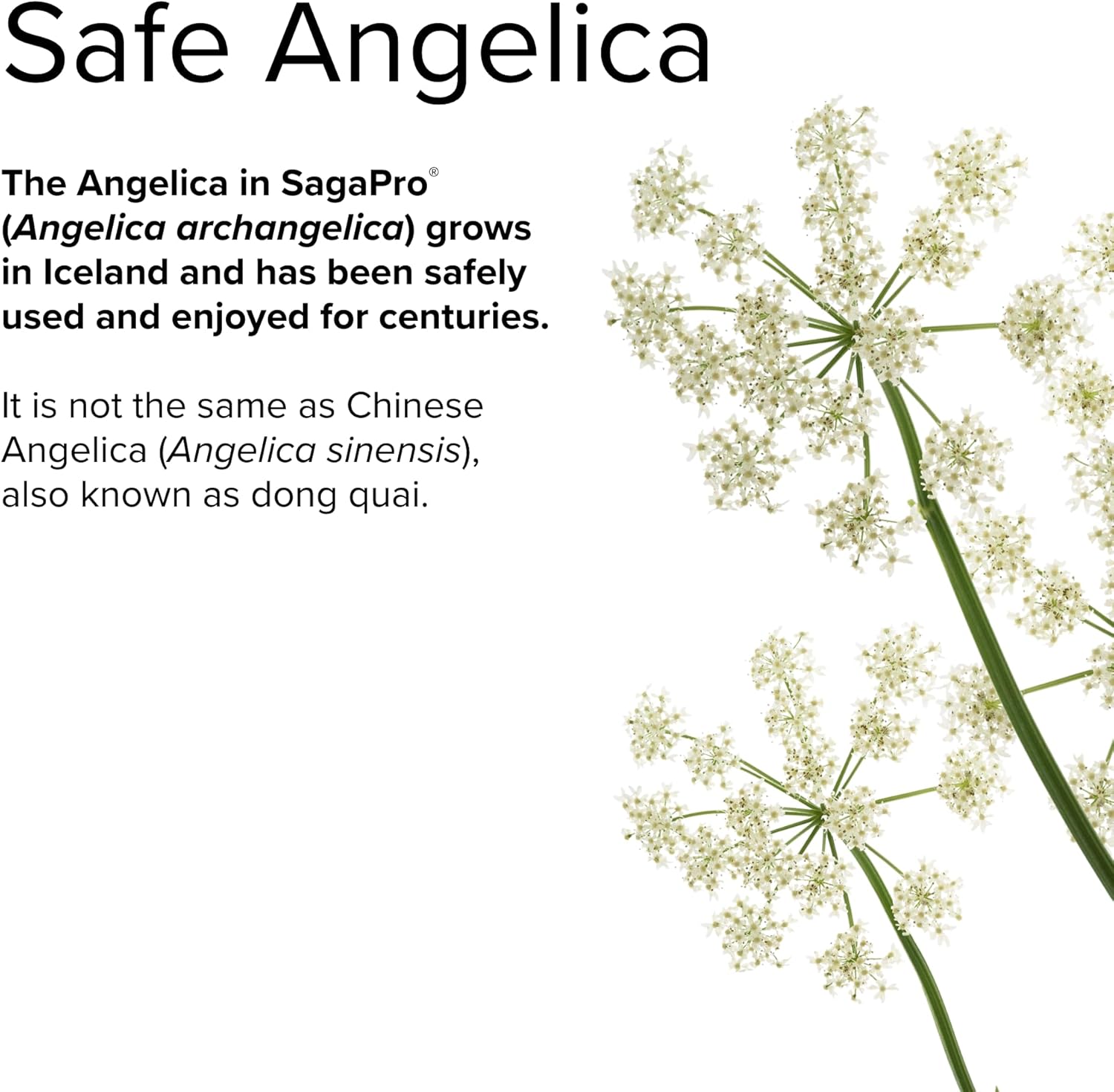 Terry Naturally SagaPro Bladder Health Capsules - Supports Bladder Strength & Function - Non-GMO, Vegan, Gluten Free - 30 Servings