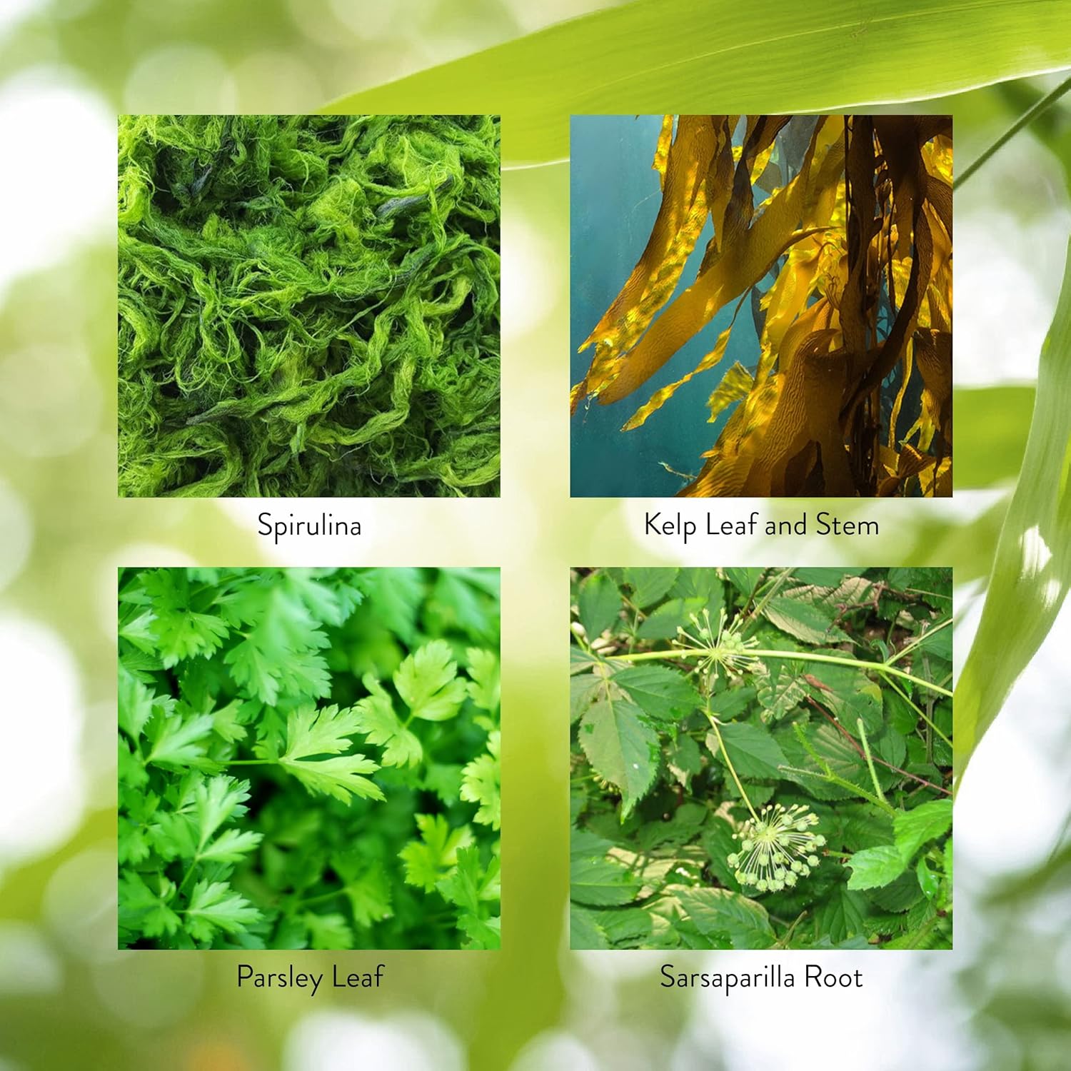 Thyroid Activator Supplement - Natural Support for Thyroid Health - 100 Capsules