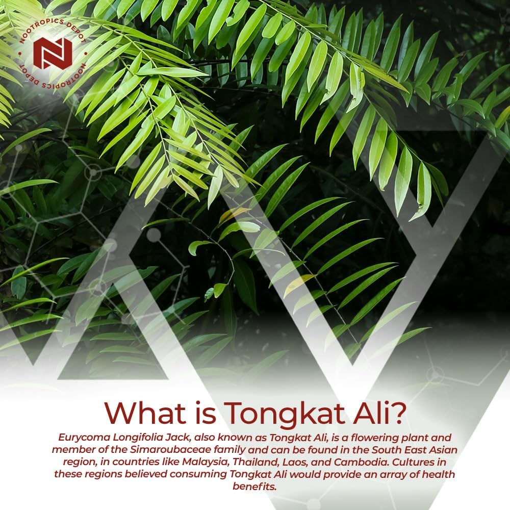 Tongkat Ali Extract Capsules 100mg - 60 Count - 10% Eurycomanone - Eurycoma longifolia Root Extract - Nootropics