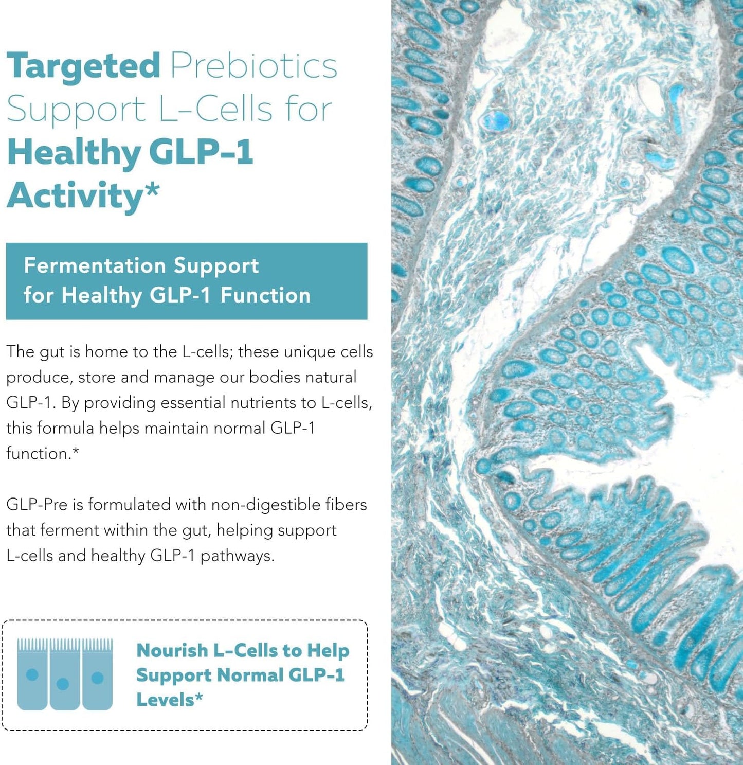 Triquetra Health GLP-Pre: Metabolic Support Fiber & Mushroom Complex - Promotes Long Term Gut Health - Clinically Validated Non-Digestible Fiber
