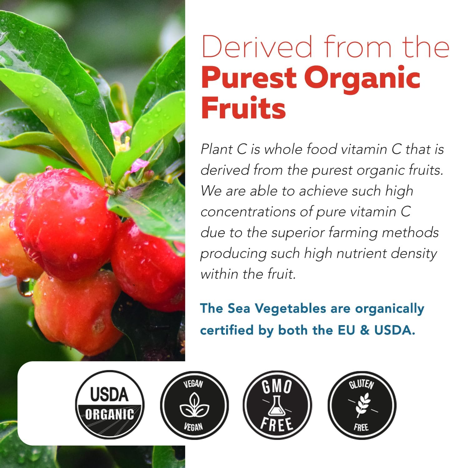 Triquetra Health Organic Fruit-Based Vitamin C with Absorption Enhancers - Vegan, Enhanced Bioavailability for Immune Support & Antioxidant Boost (90 Servings)