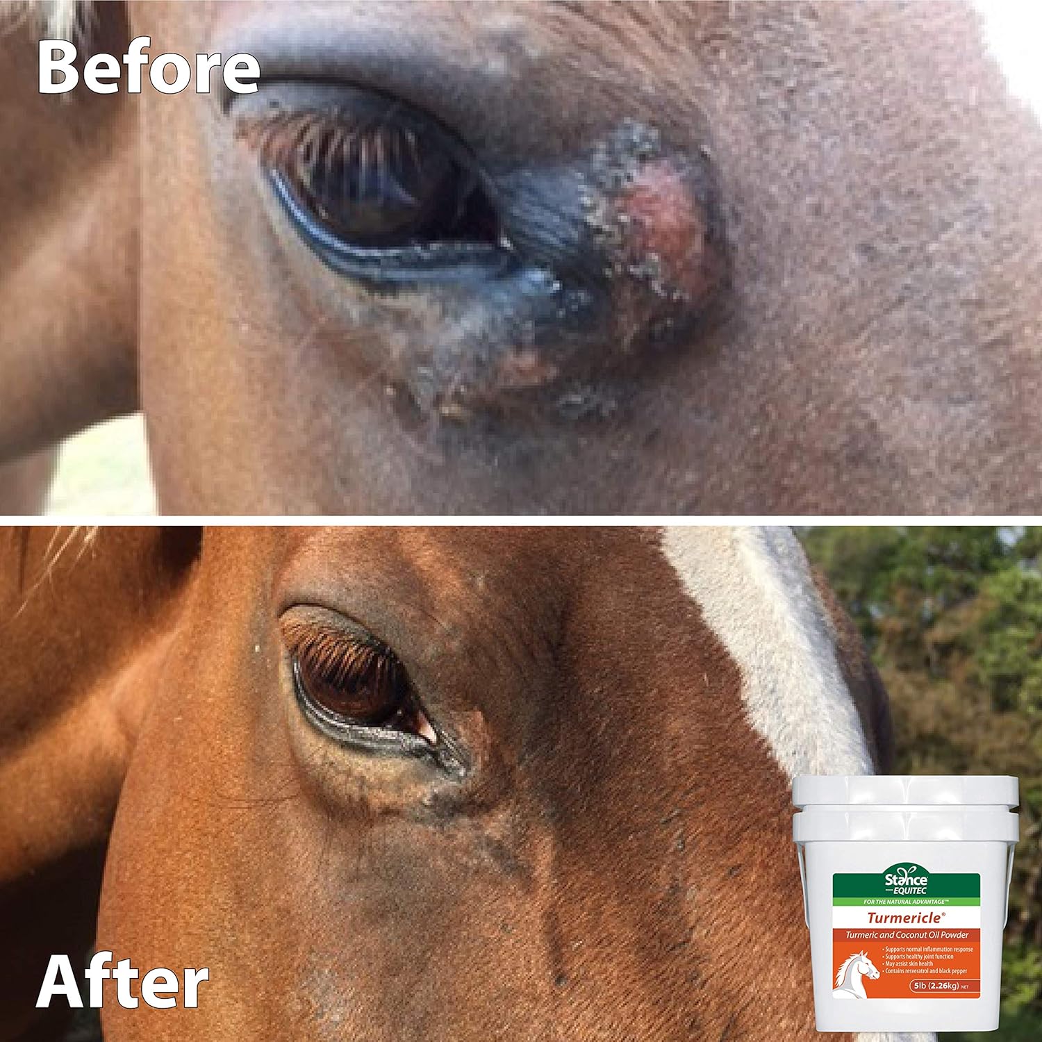 Turmericle Horse Supplement with Coconut Oil for Joint Health & Skin - Stance Natural Turmeric Powder for Healthy Horses
