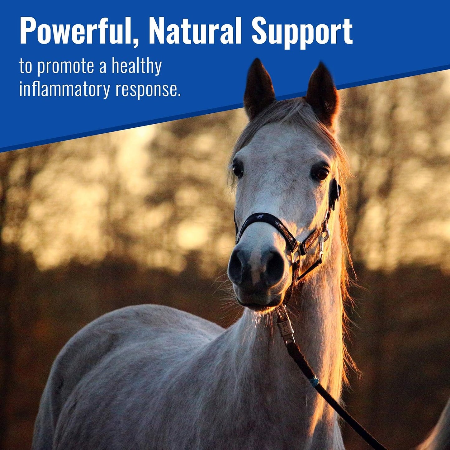 USA Grown Organic Mushroom Powder for Horses | Show Safe Equine Supplement | 300g | Wellness & Recovery Support