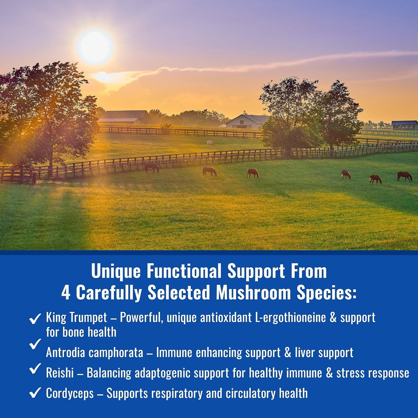 USA Grown Organic Mushroom Powder for Horses | Show Safe Equine Supplement | 300g | Wellness & Recovery Support