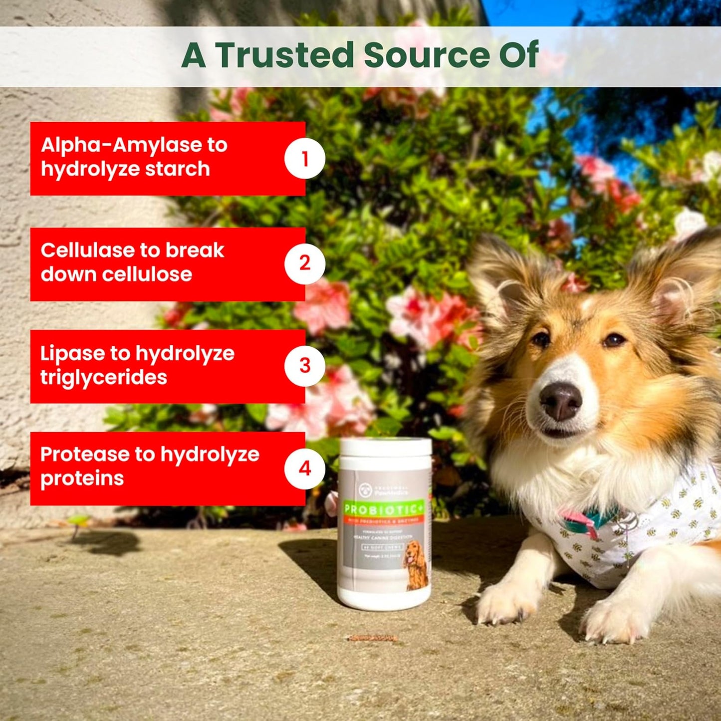 USA-Made Pet Probiotic Chews for Dogs with Digestive Enzymes - 60 Treats for Digestive Support