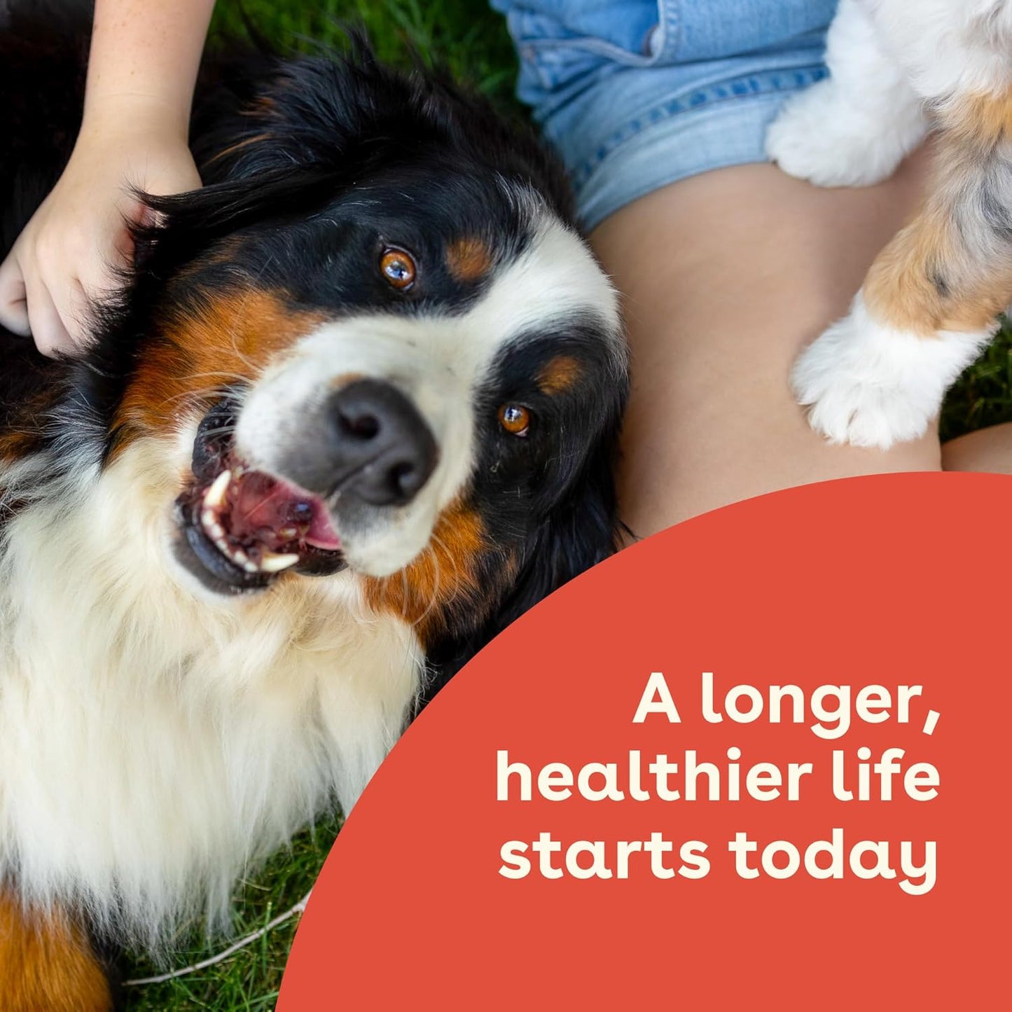 USA Made Pupford Immunity & Gut Health Supplement for Puppies & Dogs, Vet Approved, No Artificial Flavors - Peanut Butter & Jelly - 6.3 oz