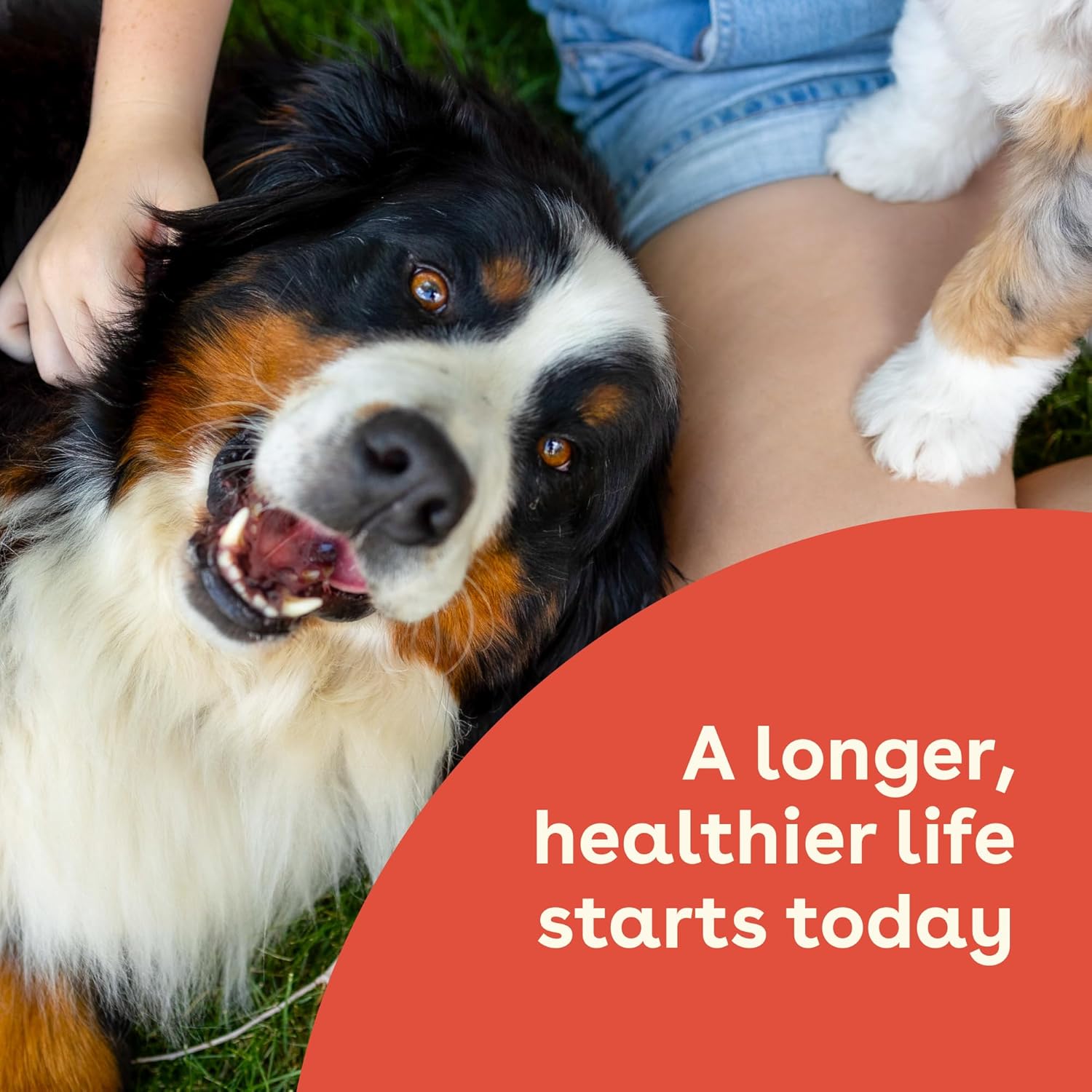 USA Made Pupford Immunity & Gut Health Supplement for Puppies & Dogs, Vet Approved, No Artificial Flavors - Peanut Butter & Jelly - 6.3 oz