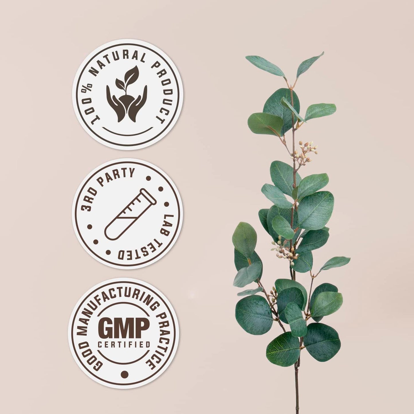 USDA Organic Alcohol-Free Ashwagandha Extract Tincture | High-Potency Dietary Supplement | Natural Certified Organic Root (4 oz)