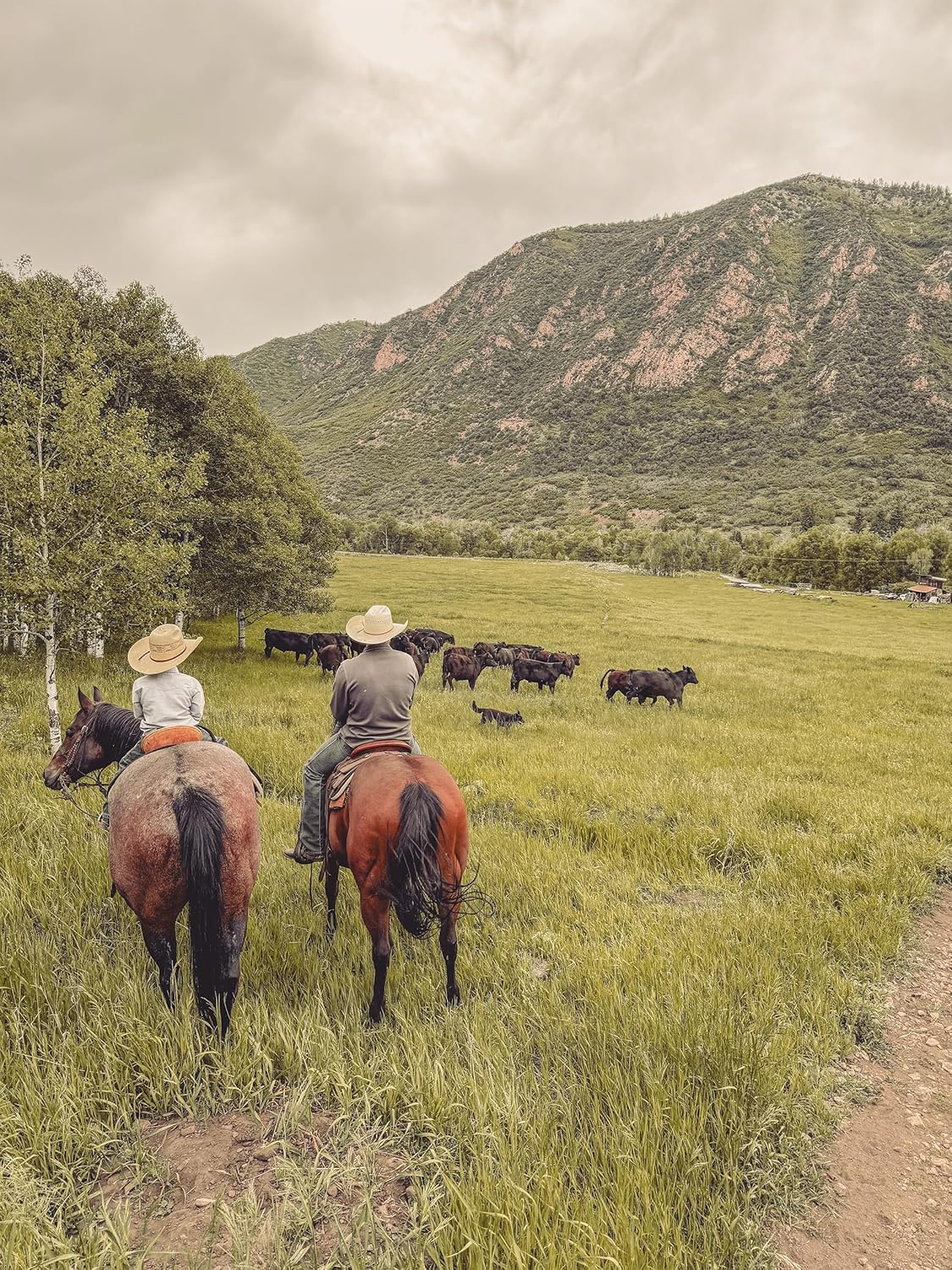 Utah Family-Owned Ranch Grass-Fed Beef Organ Blend for Dogs | 60-Day Supply | Best Dog Organ Supplement | Beef Kidney for Training & Treats | All Breeds