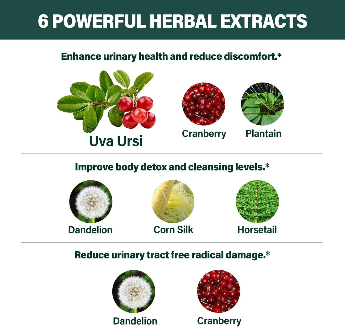 Uva Ursi Herbal Liquid Drops for Urinary Health - Diuretic & Detox Support - Antioxidant Rich - 2oz