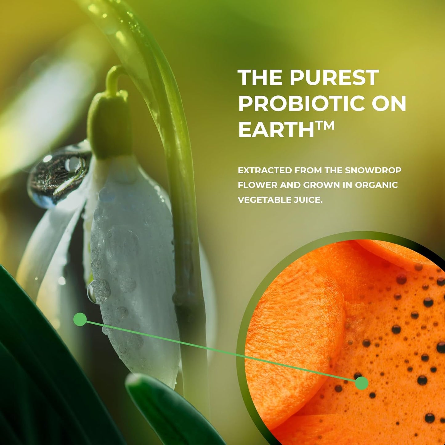 Vegan Probiotic Supplement for Digestive Health and Immune Support - 30 Count Pack - Anti Bloating Formula for Men and Women