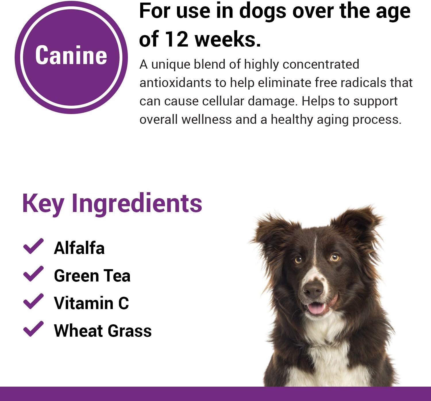 Vet Classics Antioxidants for Dogs with Coenzyme Q-10, Alfalfa, Green Tea, Vitamin C, & Wheat Grass - 120 Chewable Tablets