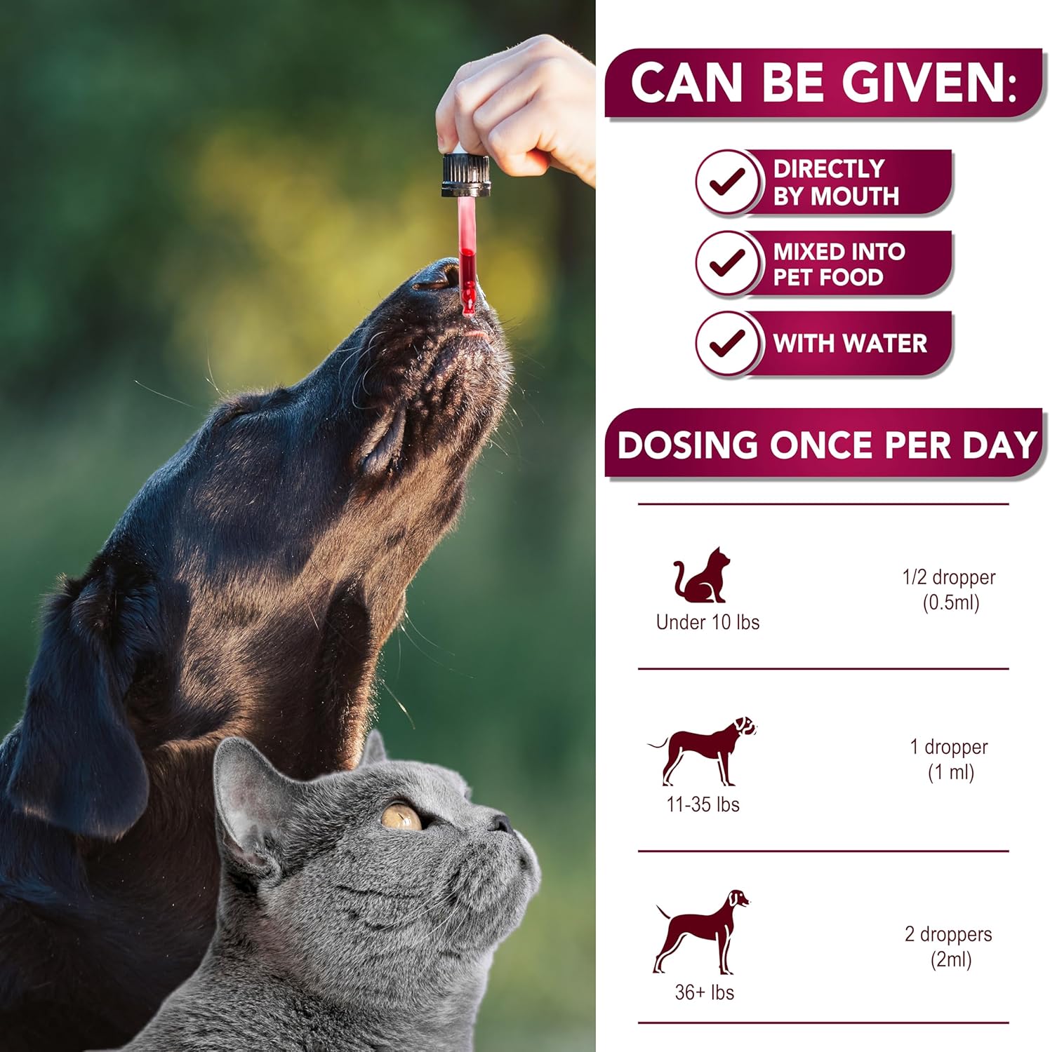 Veterinarian-Approved UTI Treatment for Cats & Dogs - Cranberry UTI Medicine - Kidney & Bladder Support - Renal Health Supplement - Made in USA