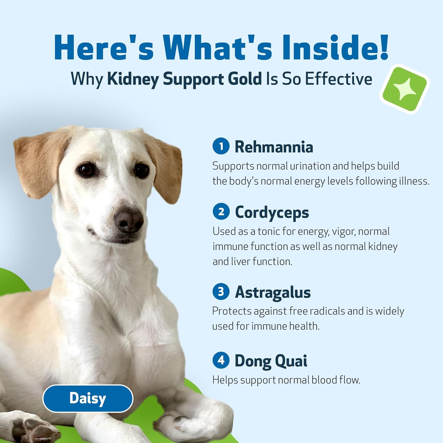 Veterinarian-Formulated Herbal Supplement for Dogs - Supports Healthy Kidney Function, Fluid Balance, Energy Levels, and Appetite - Pet Wellbeing Kidney Support Gold - 2 oz