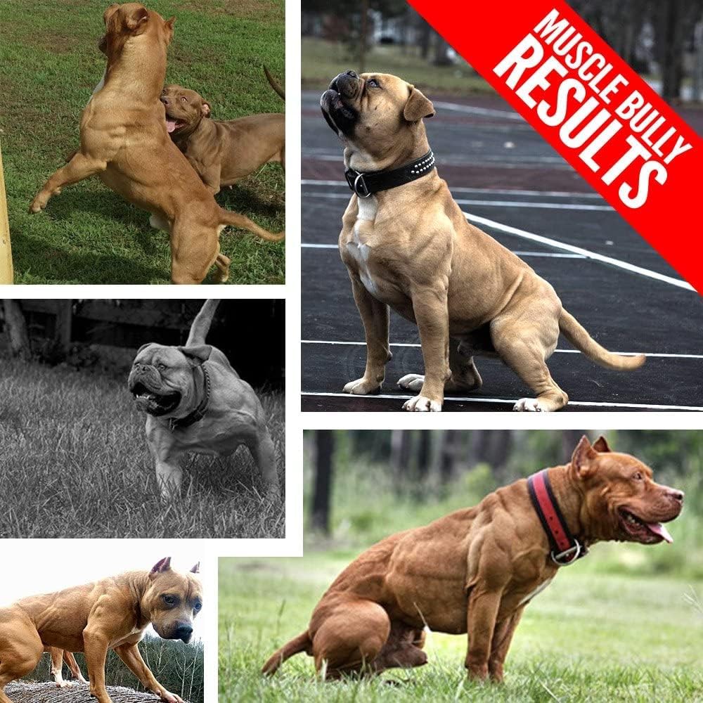 Vita Bully Vitamins for Bully Breeds: Pit Bulls, American Bullies, Bulldogs - Made in USA (60 Vitamins)