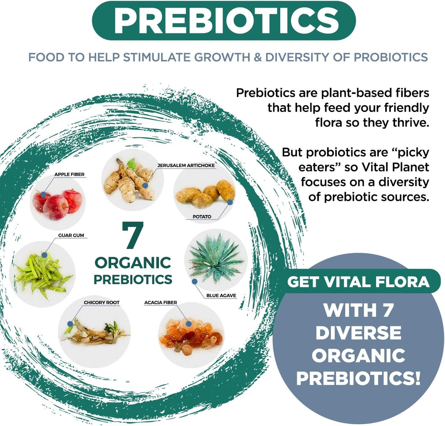 Vital Planet Men Over 55 Daily Probiotic - 60 Billion CFU, Diverse Strains, Organic Prebiotics - Immune & Digestive Support - 30 Capsules