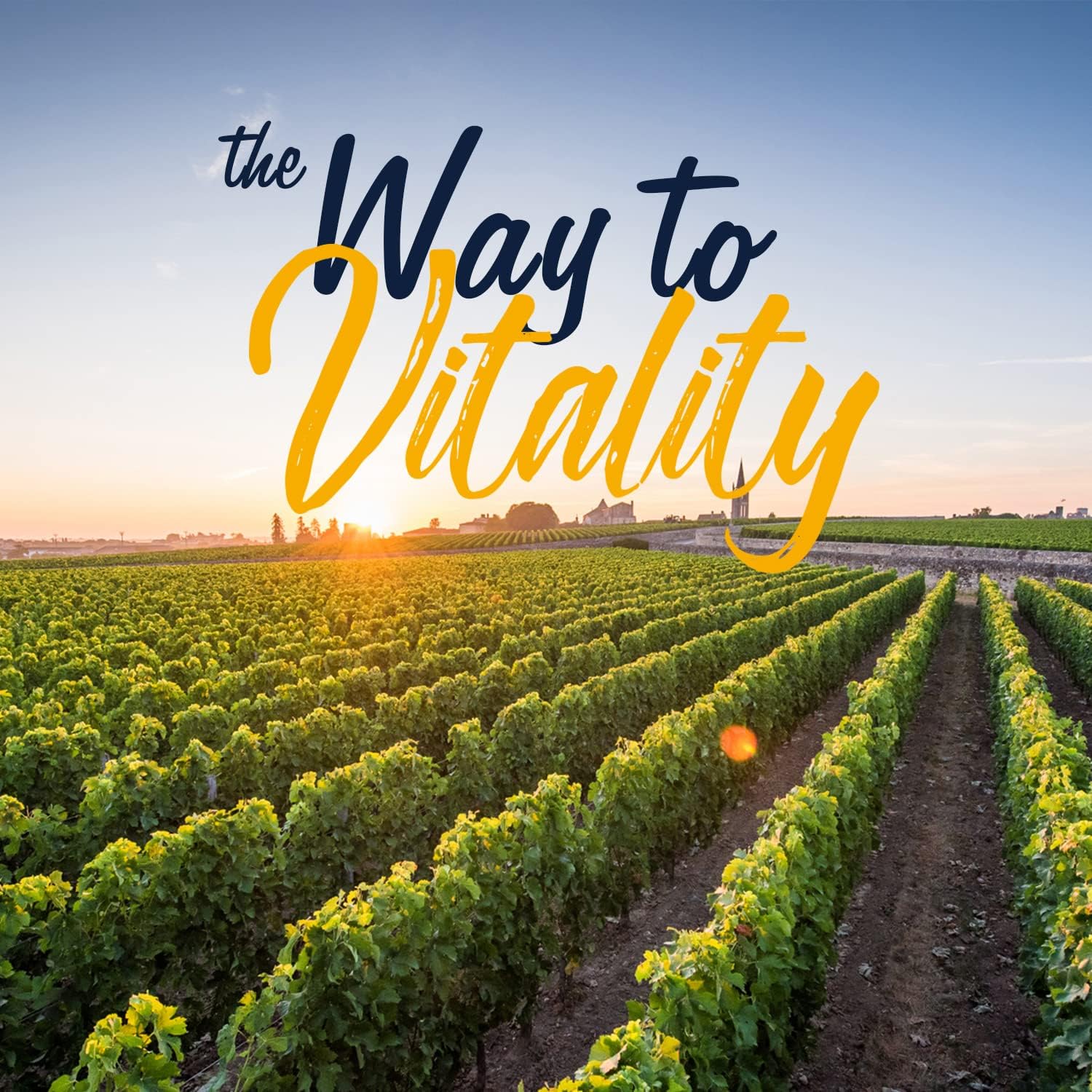 Vitalitown Probiotics: 120 Billion CFUs, 36 Strains, Prebiotics, Digestive Enzymes - On The Go Support