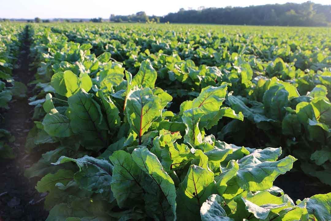 Whole Food Supplement for Metabolism, Skin, & Hair Health - Standard Process Cataplex F - 60 Softgels