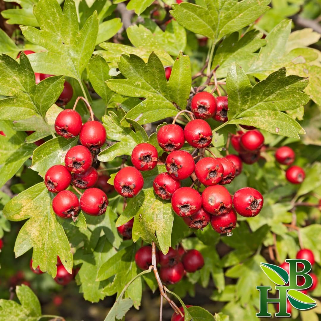 Whole Hawthorne Berries | Wildcrafted Crataegus Monogyna | 4oz Herbal Supplement