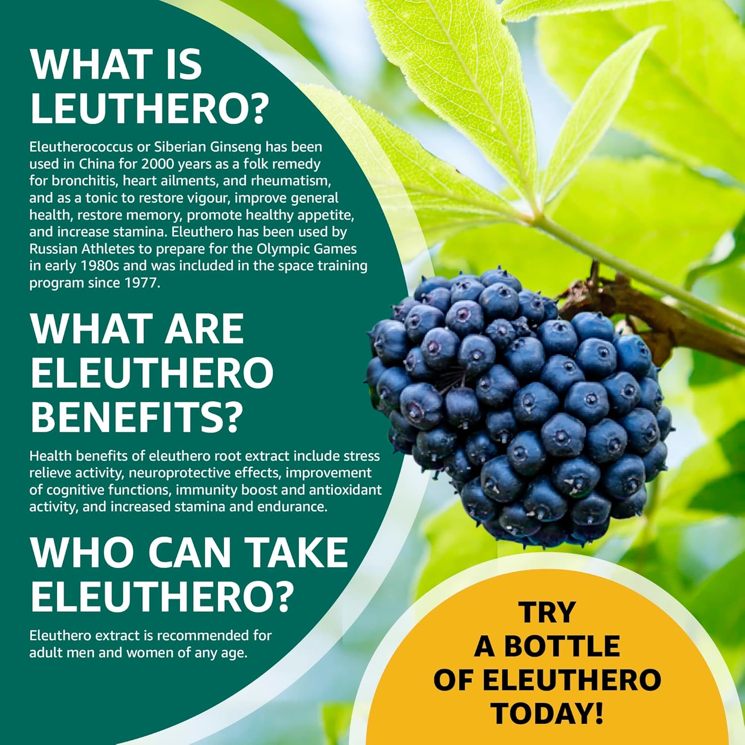 Wild Eleuthero Root Extract Capsules for Immunity and Endurance - 100 Vegetarian Capsules