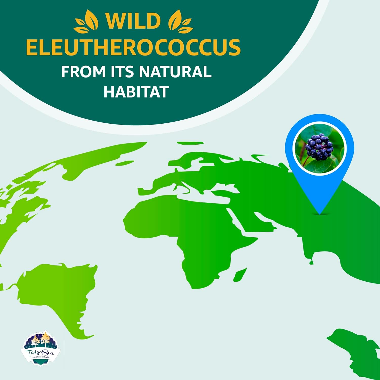 Wild Eleuthero Root Extract Capsules for Immunity and Endurance - 100 Vegetarian Capsules