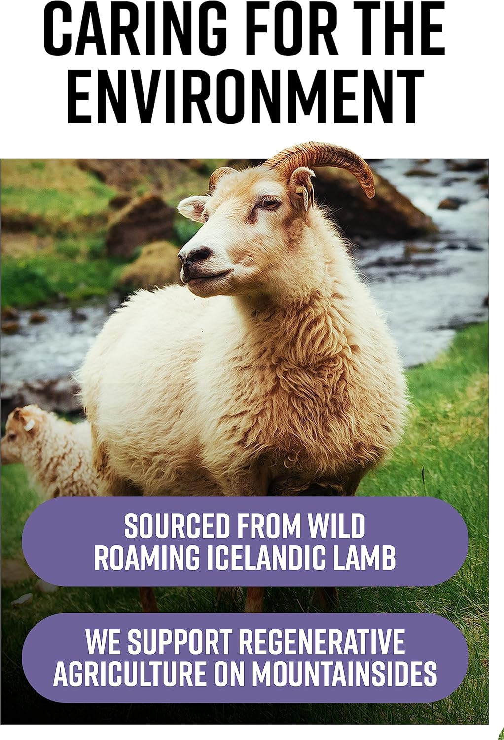 Wild Icelandic Lamb Liver Capsules | Ancestral Inspired Supplements | Grass Fed, No GMO, Antibiotics, Hormones