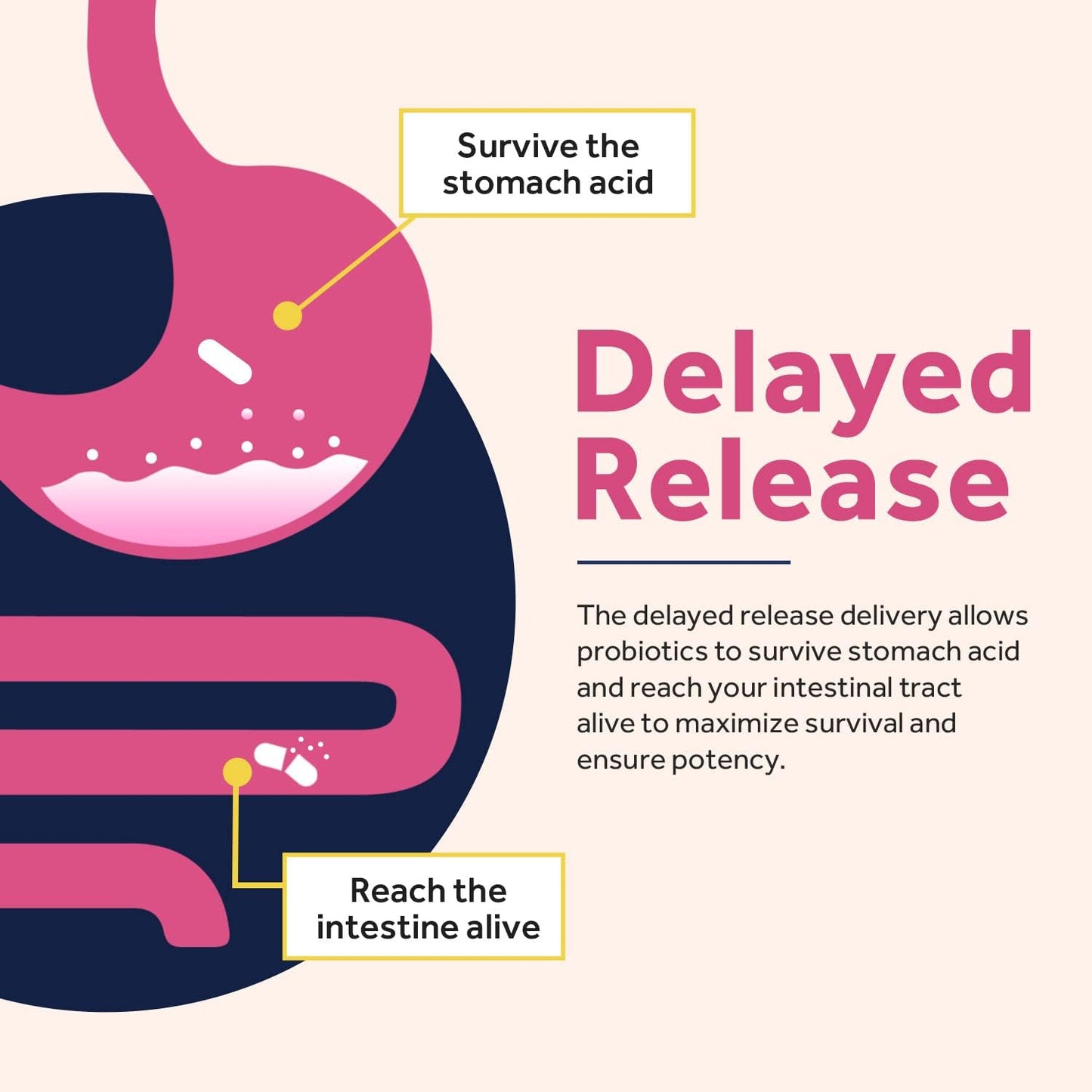 Women's Probiotic Blend with 100 Billion CFU, 32 Strains, Prebiotic Fiber, Enzymes, Cranberry - Supports Vaginal, Urinary, Digestive & Immune Health, Shelf Stable, Delayed Release - 60 Capsules