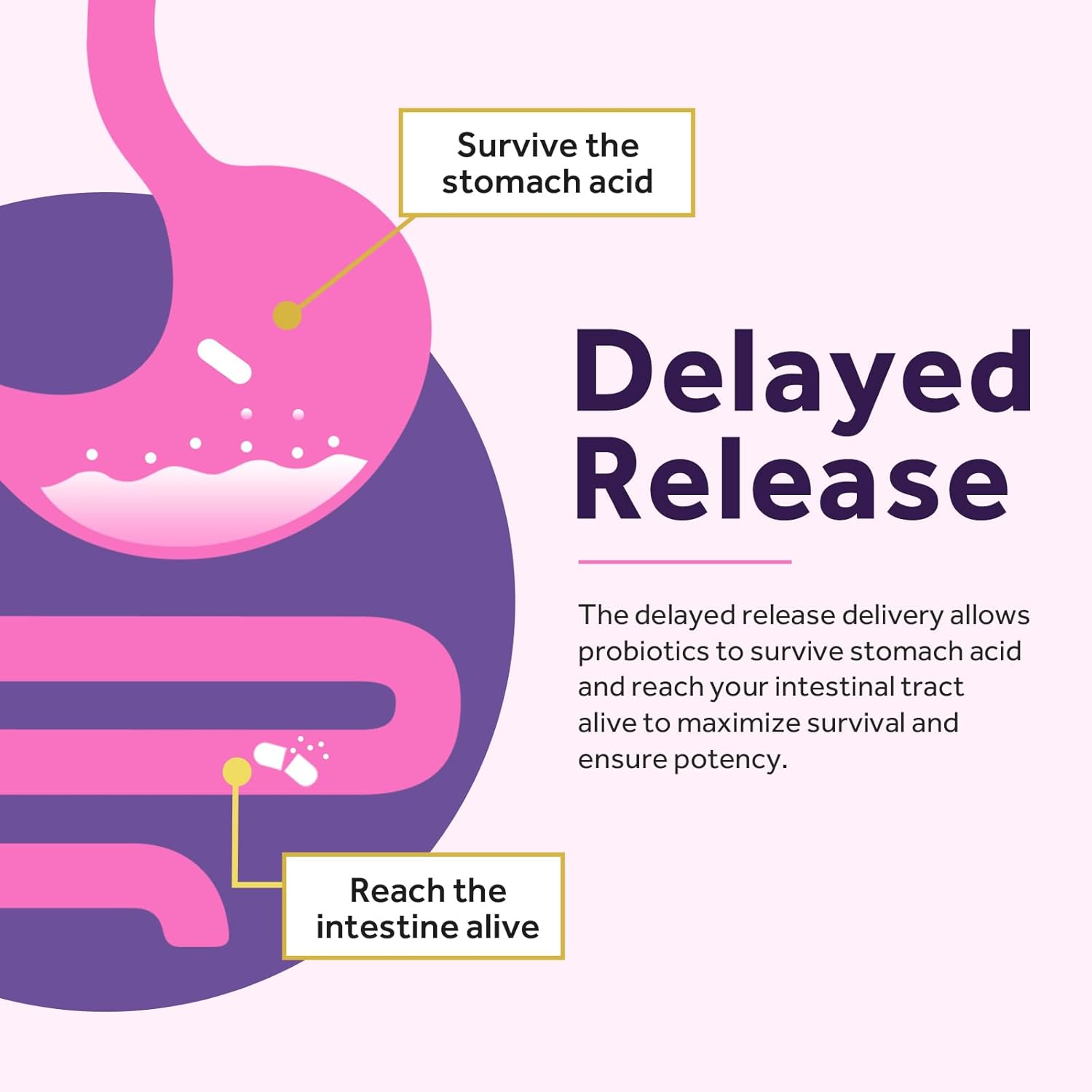 Women's Probiotic with Organic Cranberry - 60 Capsules, 50 Billion CFU, 16 Strains - Supports Digestive, Immune, Vaginal & Urinary Health - Shelf Stable, Delayed Release - No Soy, Gluten, Dairy