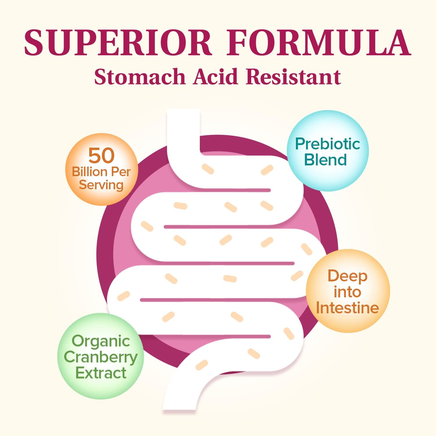 Women's Probiotics 50 Billion CFU with Prebiotic, Cranberry, Digestive, Vaginal & Urinary Health - 60 Vegan Capsules