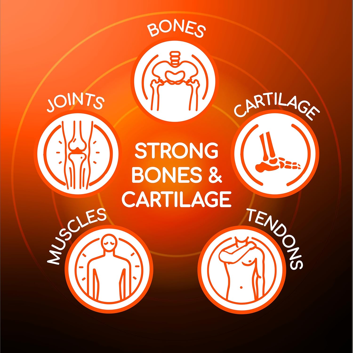 X Ray Dol Triple Action Joint Support Supplement with Glucosamine, Chondroitin, MSM, and Vitamin D - 60 Count Bottle for Healthy Joints