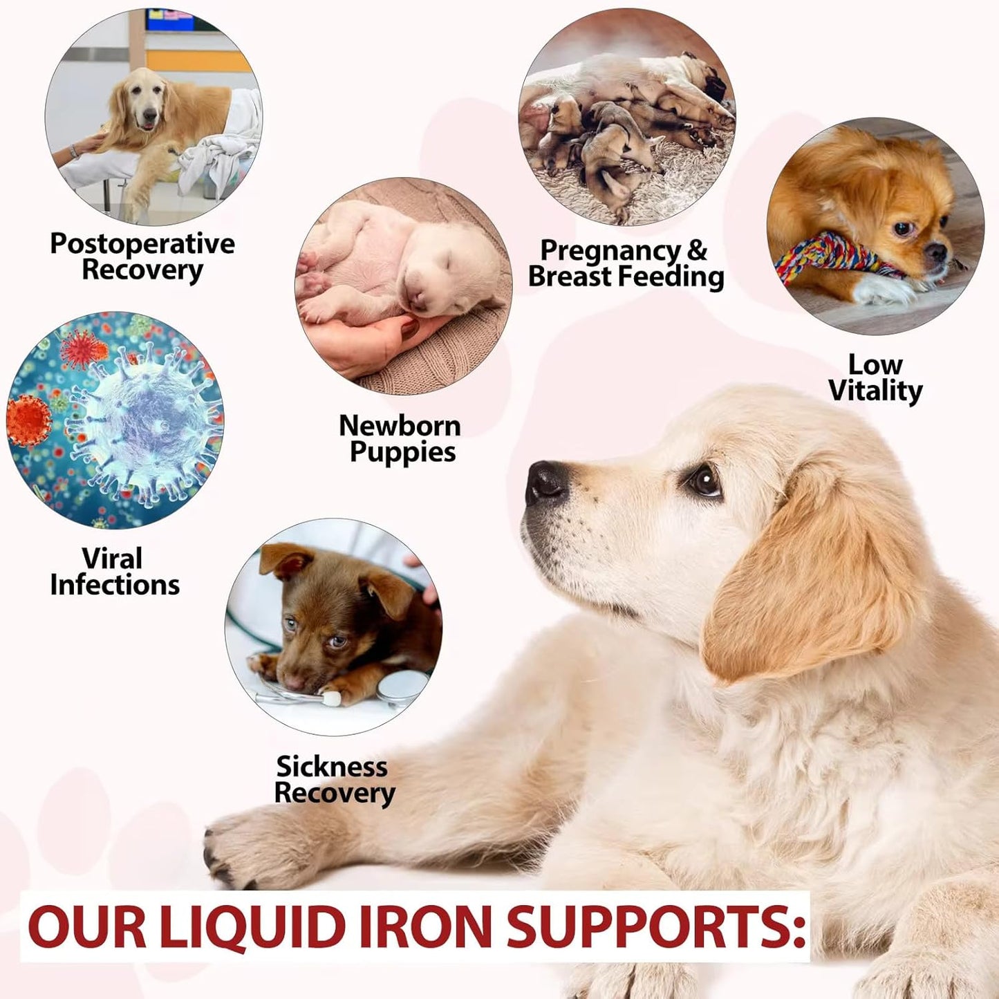 Zenpaws Liquid Iron Supplement for Dogs with Folate and B12 - Supports Anemia Treatment, Boosts Blood Health and Energy Levels - 2 oz
