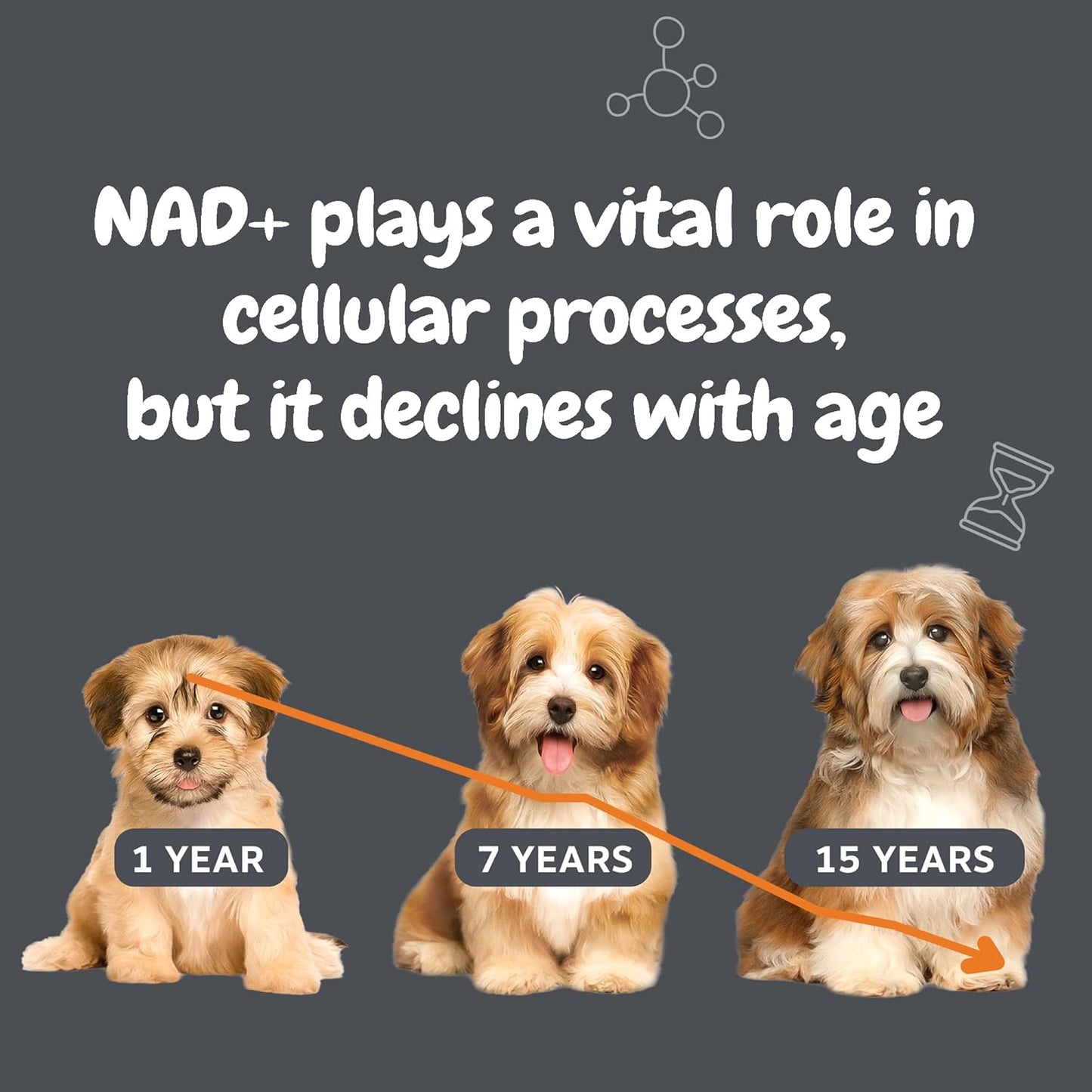 Zesty Paws Niagen Supplement for Dogs - NAD+ Precursor for Healthy Aging & Muscle Recovery - Supports Brain, Heart, & Energy - 30 Sachets