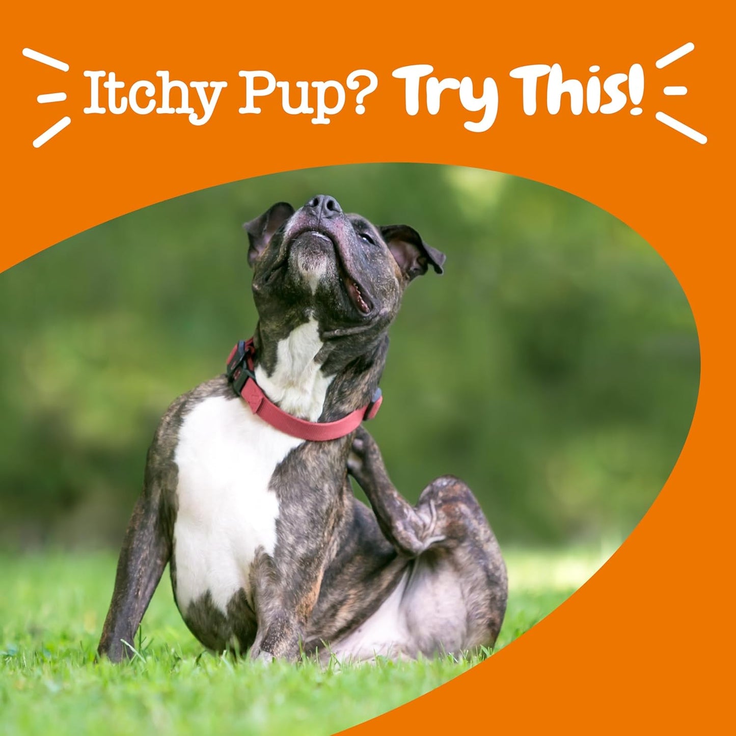 Zesty Paws Omega-3 Fish Oil Dog Bites for Itch Relief & Coat Health - 90 Count Chicken Flavor Supplement with Vitamin C & E