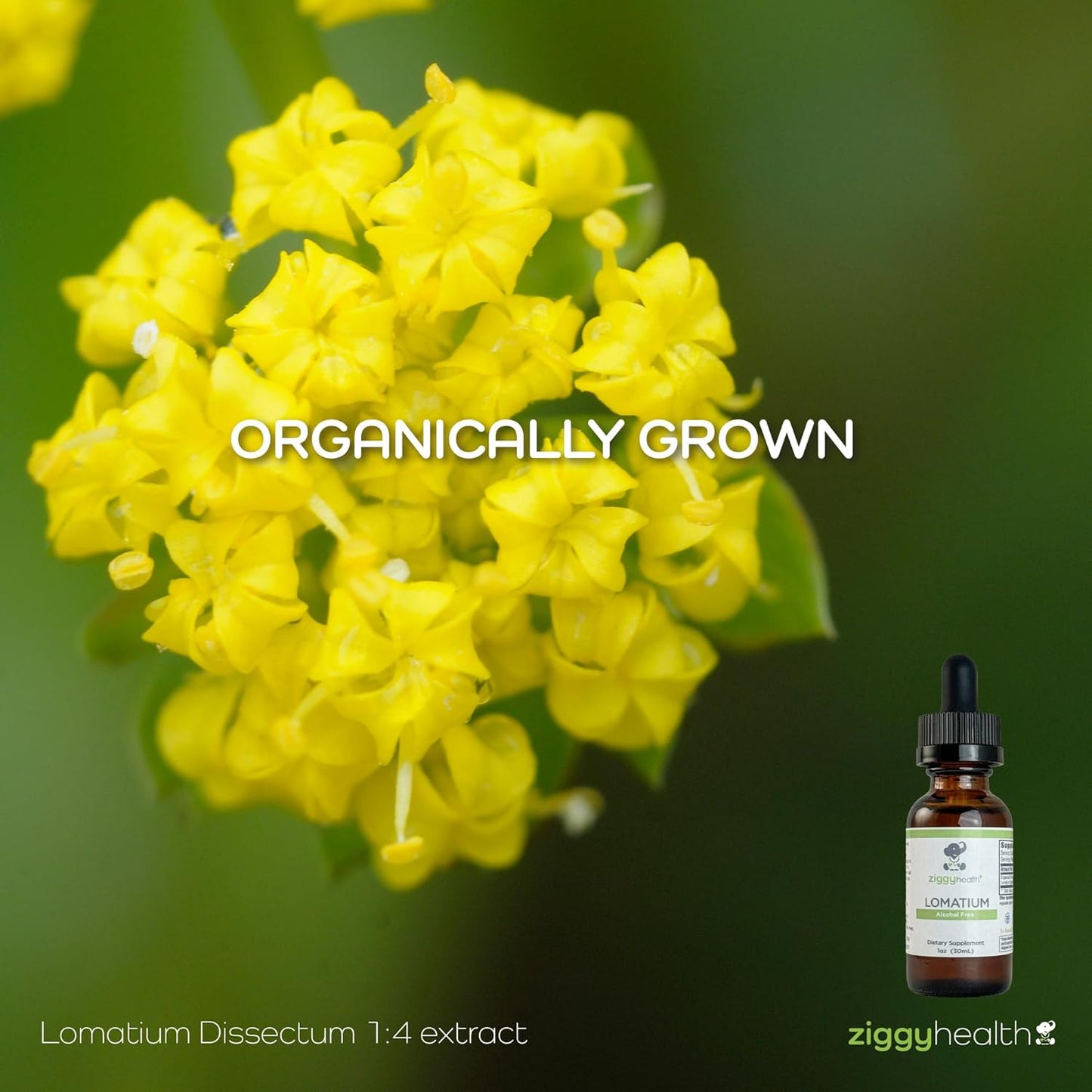 Ziggy Health Organic Lomatium Root Extract Drops - Alcohol-Free Liquid Tincture for Immune & Lung Support - Gluten-Free Herbal Supplement - 1oz