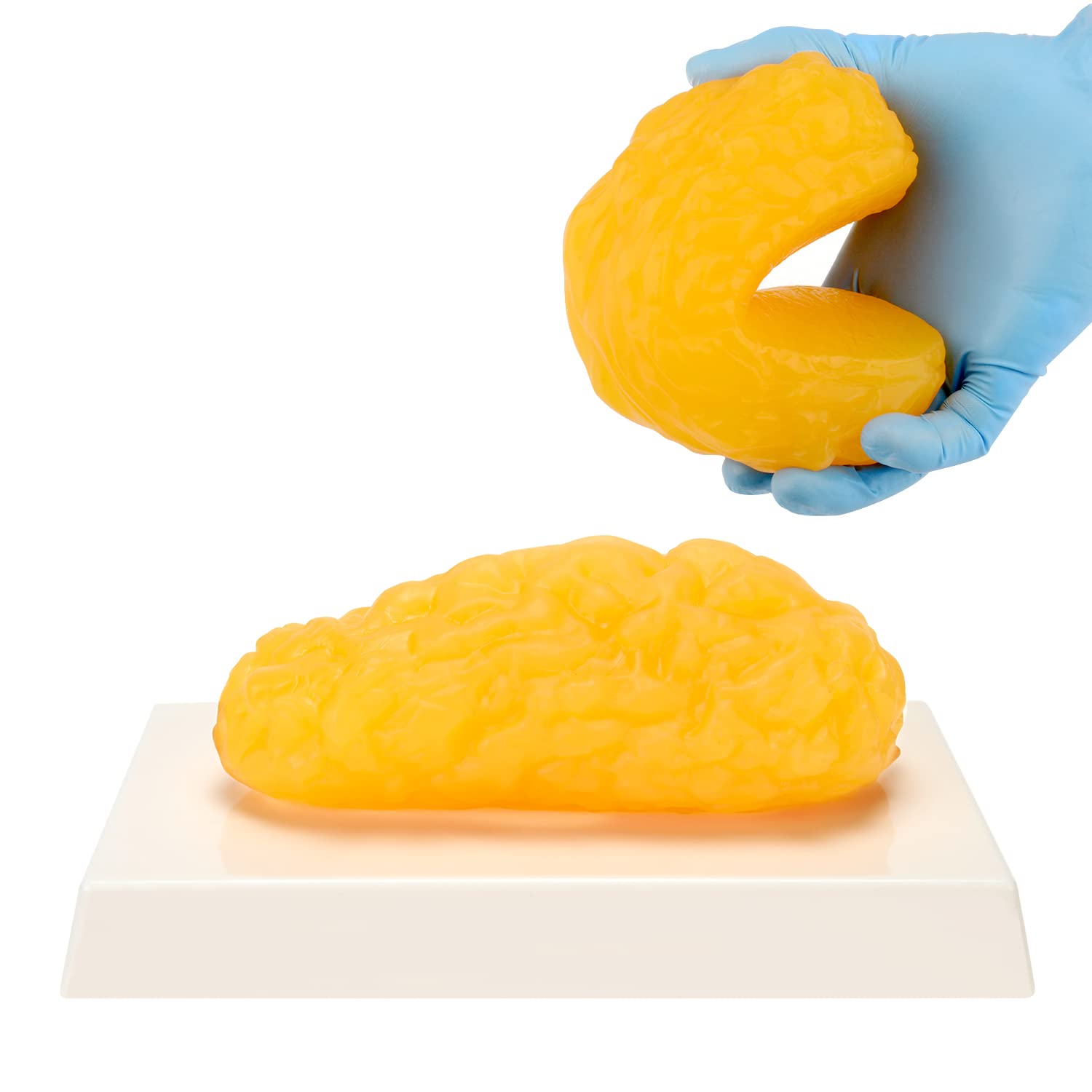 1 lb Human Body Fat Replica Model - Anatomy Class Display, Weight Loss Motivation, Stay Healthy Reminder