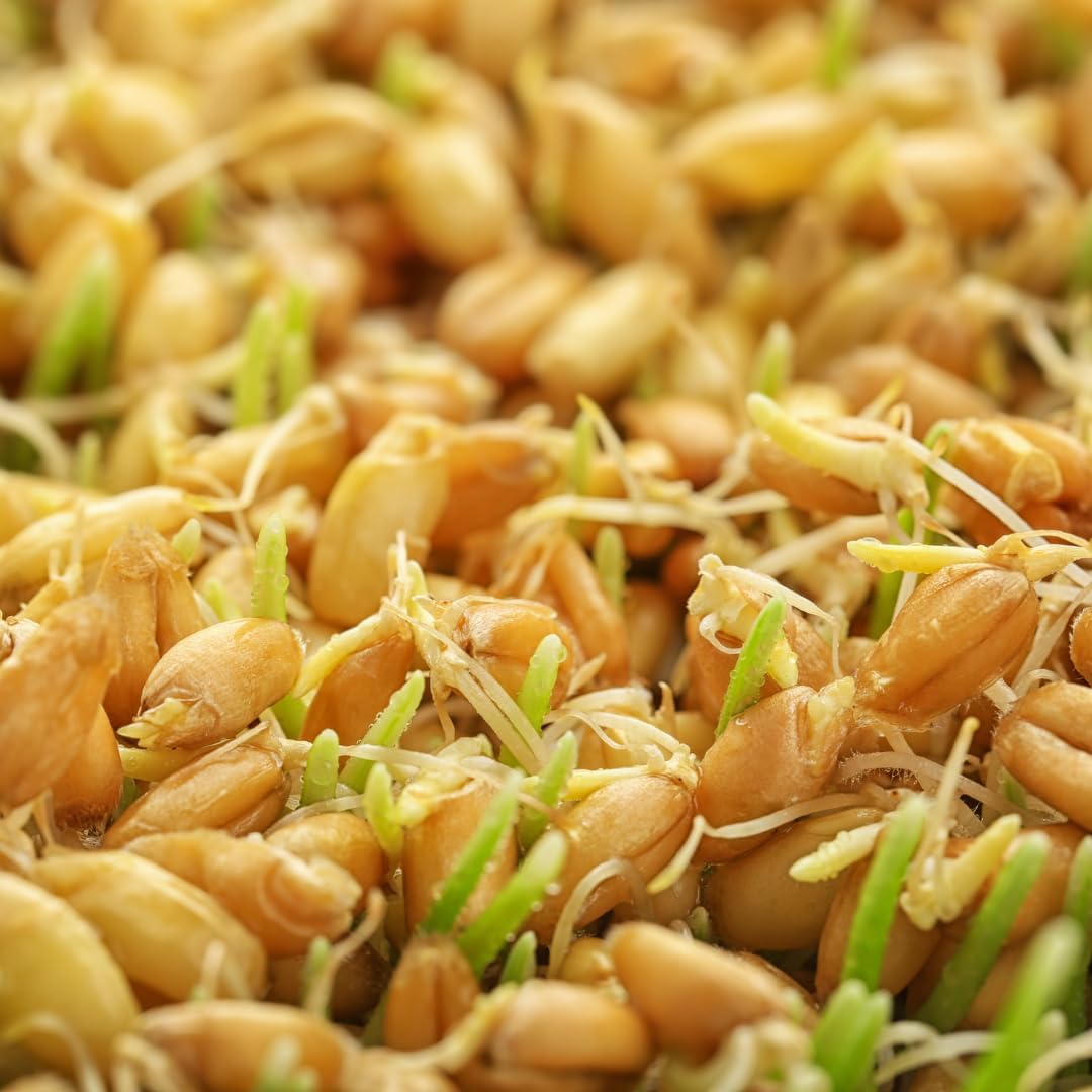 1 lb Jovvily Wheat Grass Powder - Pure Superfood for Smoothies & Shakes - No Fillers Included