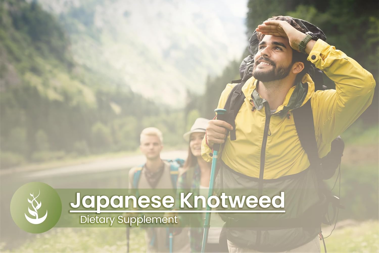 100 Capsules Japanese Knotweed - Pure Ingredients, No Additives, Lab Verified