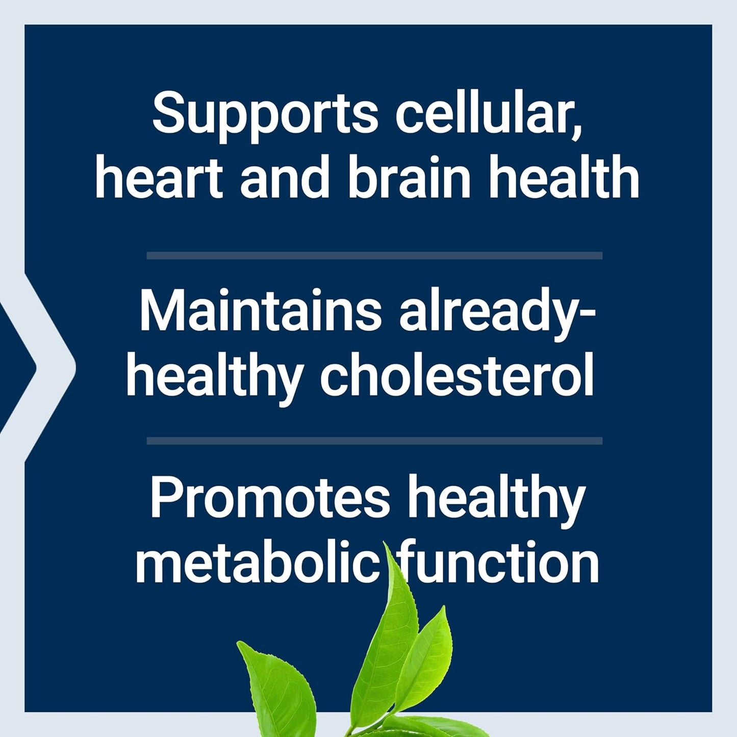 100 Capsules Life Extension Decaffeinated Mega Green Tea Extract - Rich in Polyphenols for Cell, Heart, and Brain Health - Powerful Antioxidant Protection - Non-GMO, Gluten-Free, Vegetarian