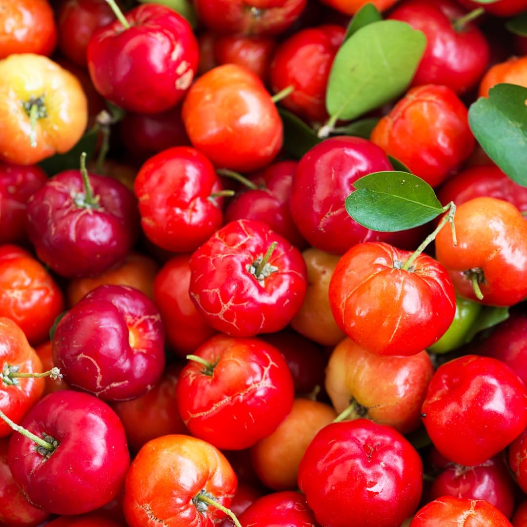 100 Capsules of Acerola Cherry with Pure Original Ingredients - Lab Verified, No Additives or Fillers