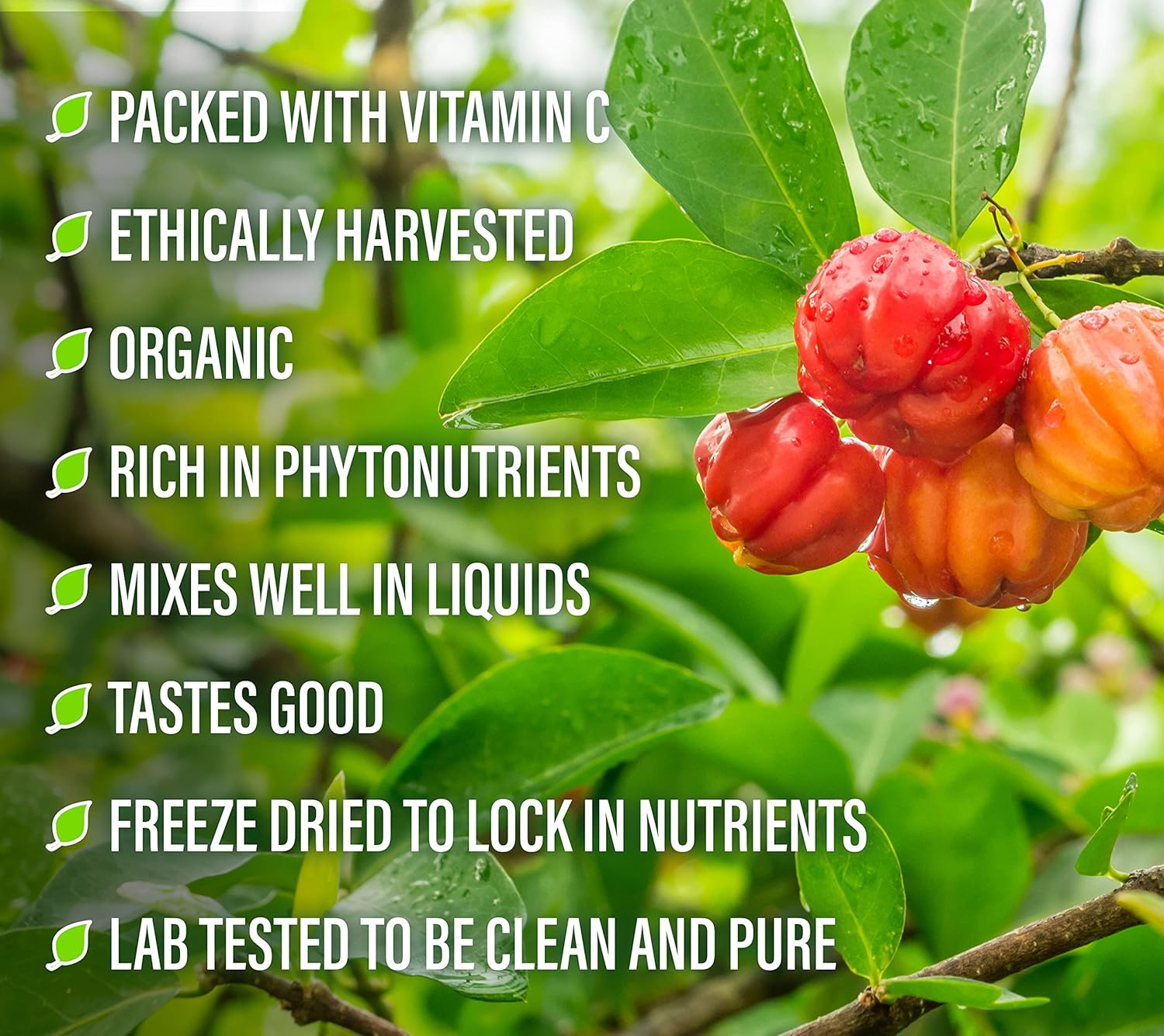 100% Pure Acerola Cherry Powder - 156g - All-Natural Vitamin C Superfood for Immune System Support