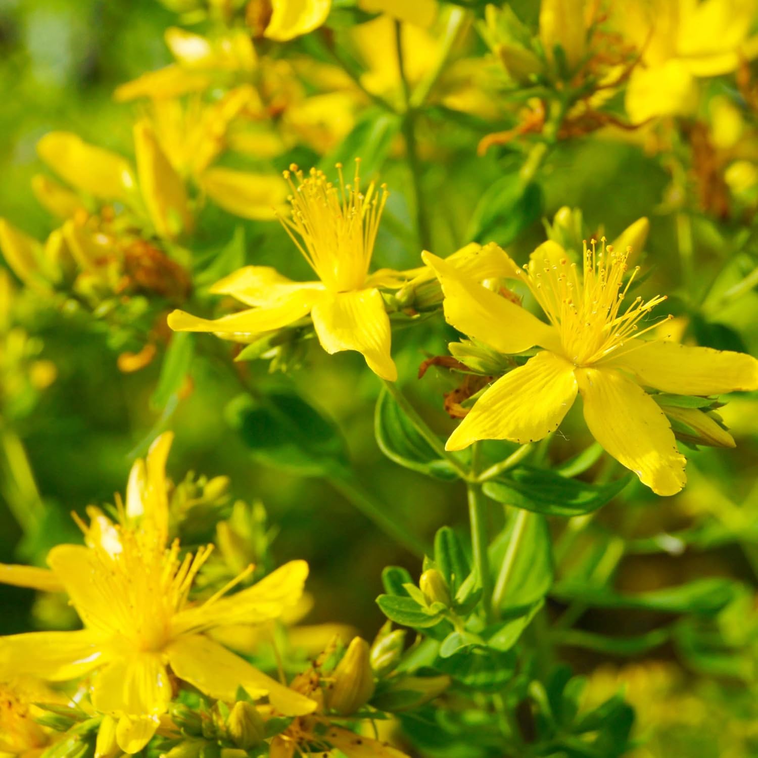 1000 Perennial Hypericum Perforatum St. John's Wort Yellow Flower Seeds for Planting by Outsidepride