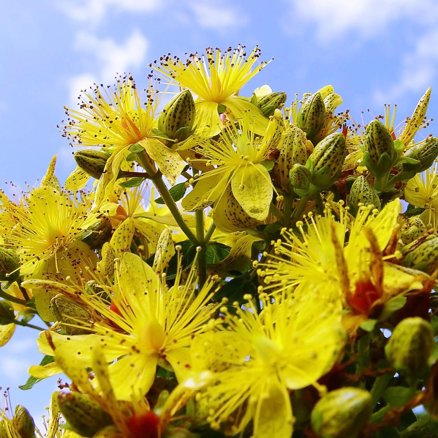 1000 Perennial Hypericum Perforatum St. John's Wort Yellow Flower Seeds for Planting by Outsidepride