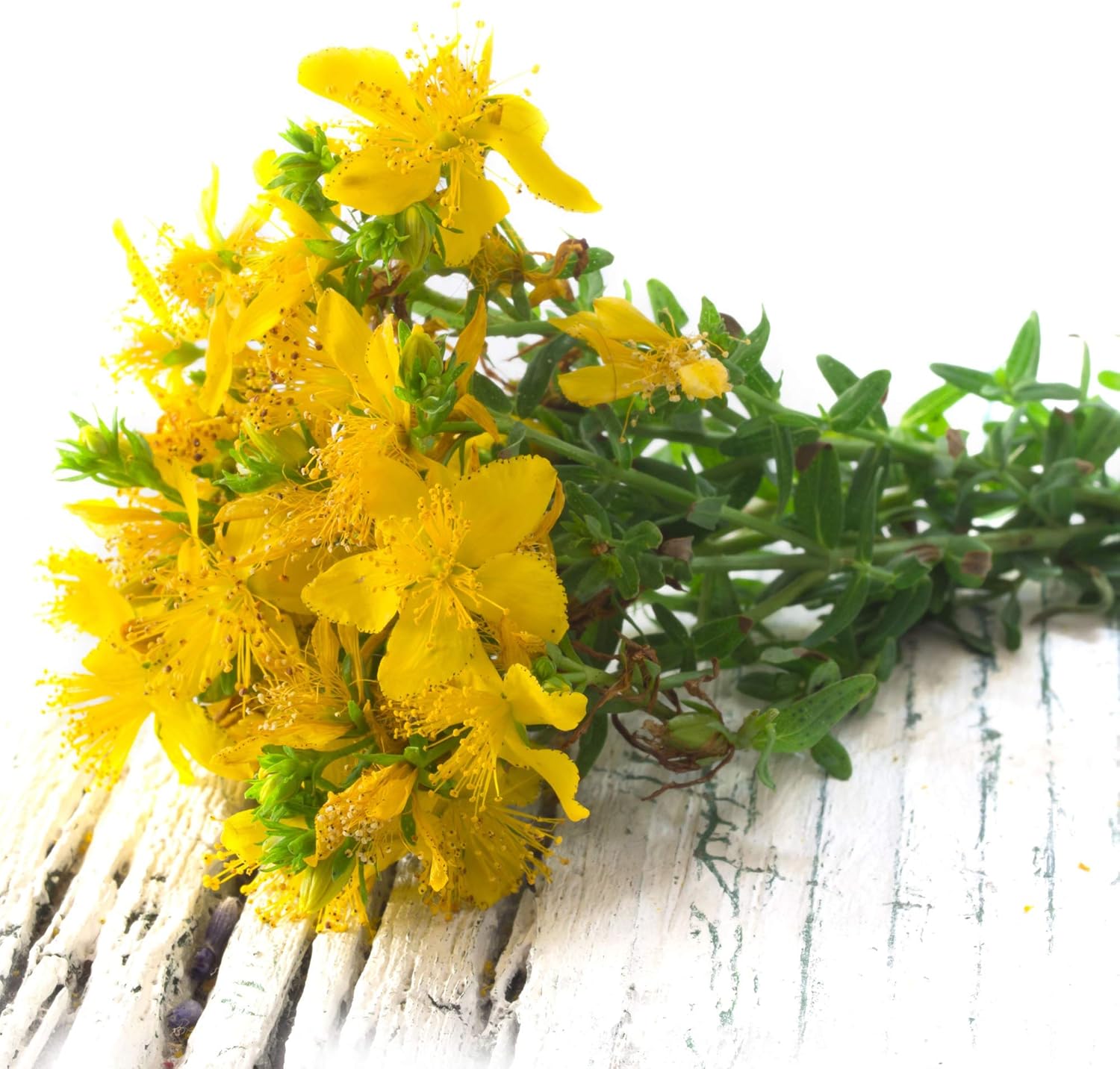 1000 Perennial Hypericum Perforatum St. John's Wort Yellow Flower Seeds for Planting by Outsidepride