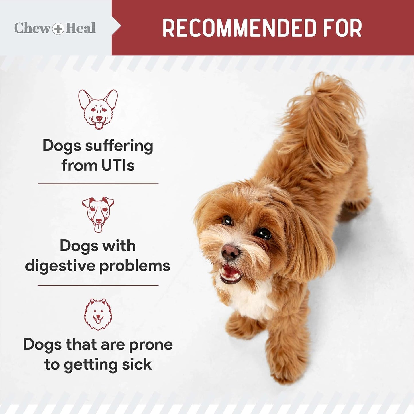 120 Cranberry Soft Chews for Dog UTI Treatment - Supports Healthy Urinary Tract & Bladder Control - Echinacea, Vitamin C - Corrects Imbalances