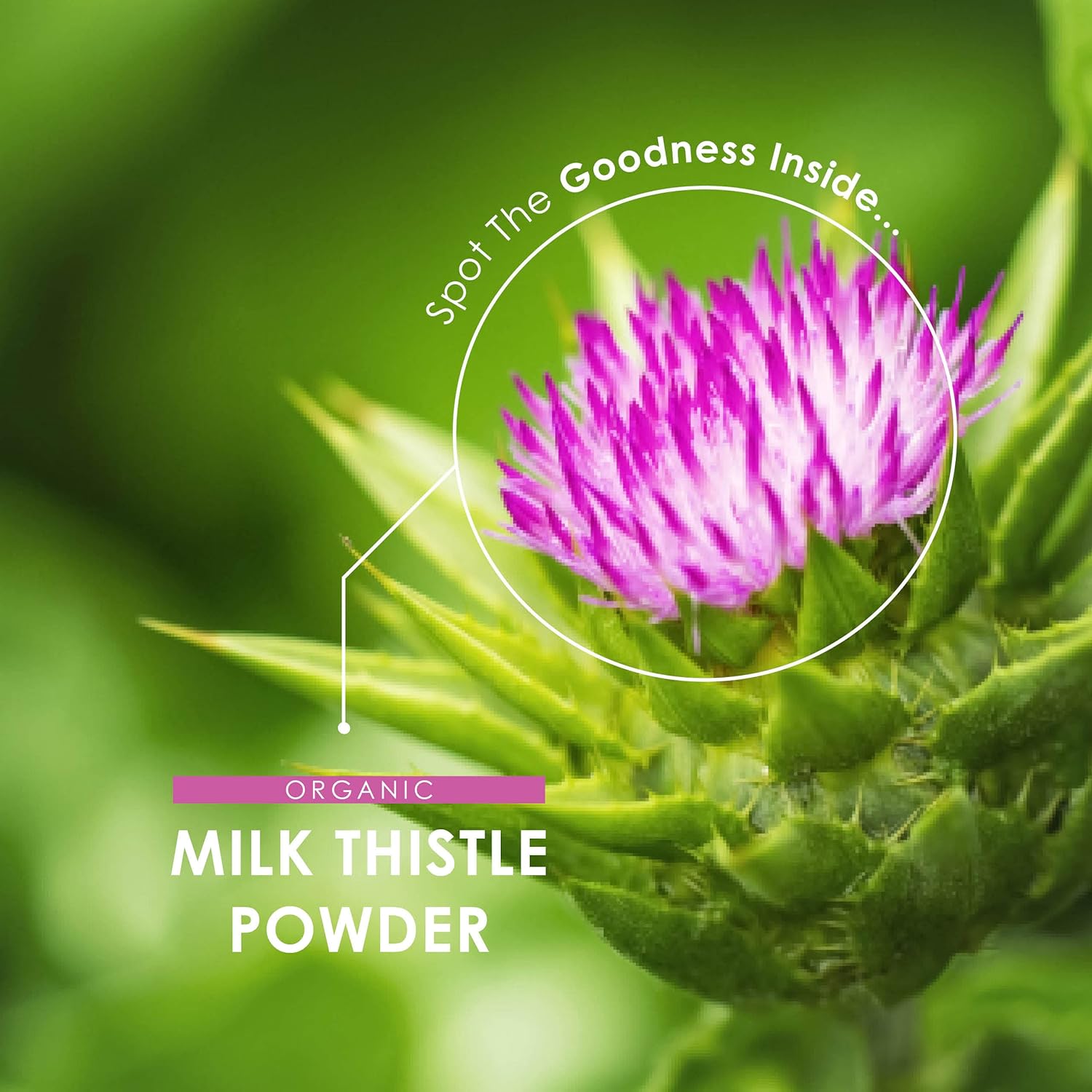 150g Organic Milk Thistle Powder - Rich in Silymarin - Cold-Pressed & Vegan - Non-GMO - Cleansing Supplement